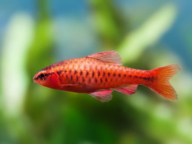 The attractiveness of the Cherry Barbel is its cherry-red coloration of the male.