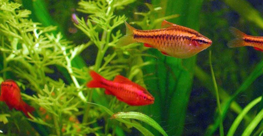 The attractiveness of the Cherry Barbel is its cherry-red coloration of the male. - Imagen 5