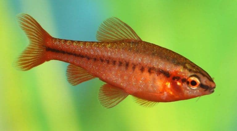 The attractiveness of the Cherry Barbel is its cherry-red coloration of the male. - Imagen 1