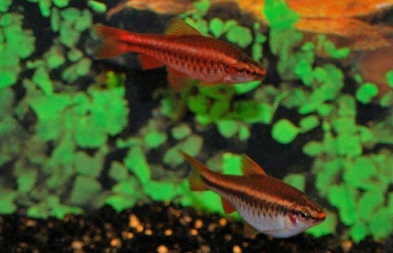 The attractiveness of the Cherry Barbel is its cherry-red coloration of the male. - Imagen 2