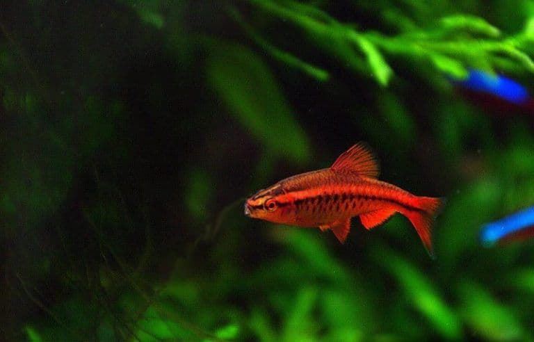 The attractiveness of the Cherry Barbel is its cherry-red coloration of the male. - Imagen 3