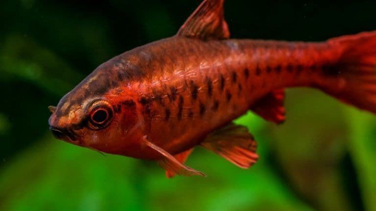 The attractiveness of the Cherry Barbel is its cherry-red coloration of the male. - Imagen 4