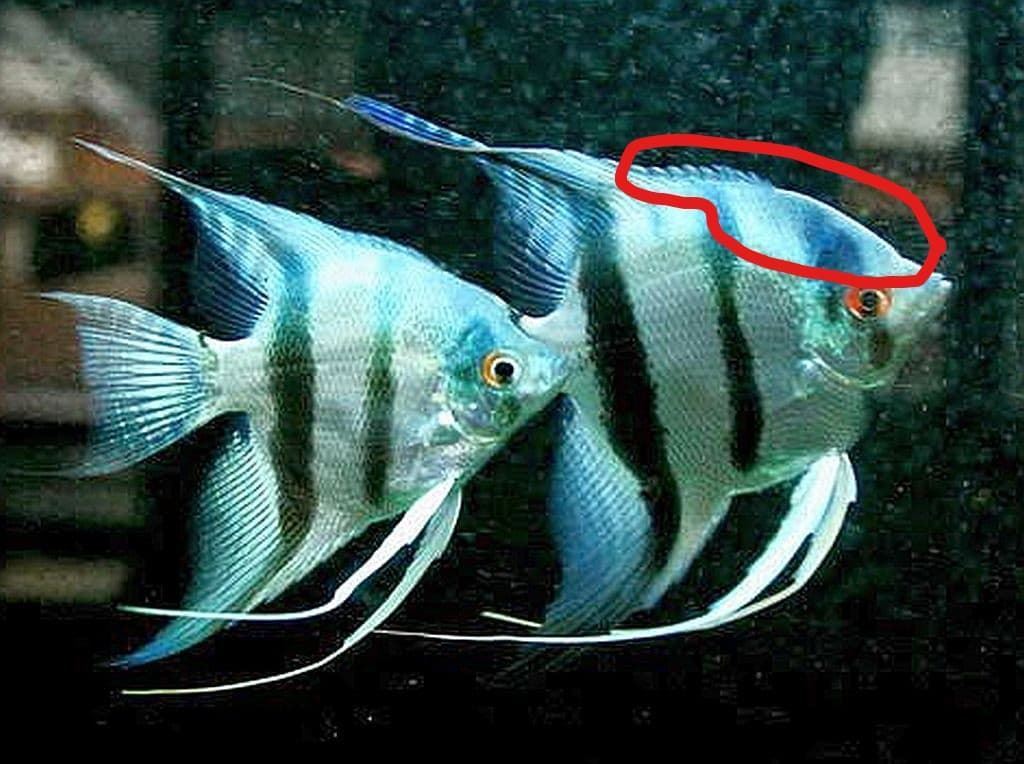The behavior of the Escalar fish or Angel fish is very important. - Imagen 1