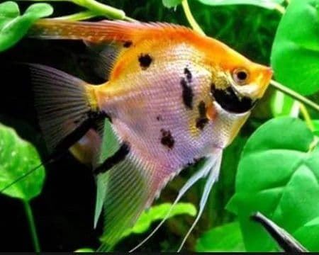 The behavior of the Escalar fish or Angel fish is very important. - Imagen 4