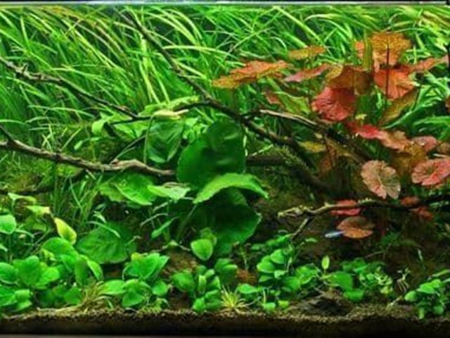 The best aquarium plants for beginners that you should know.