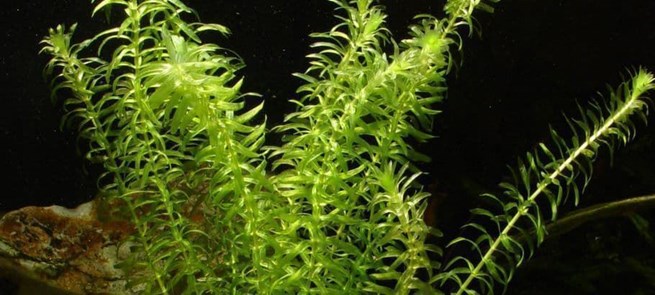 The best aquarium plants for beginners that you should know. - Imagen 9