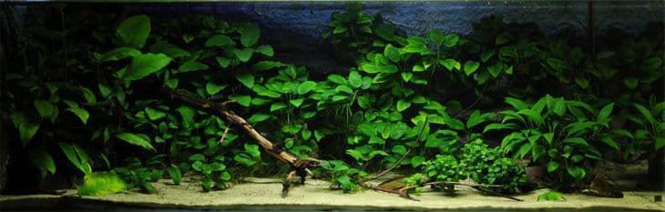 The best aquarium plants for beginners that you should know. - Imagen 2