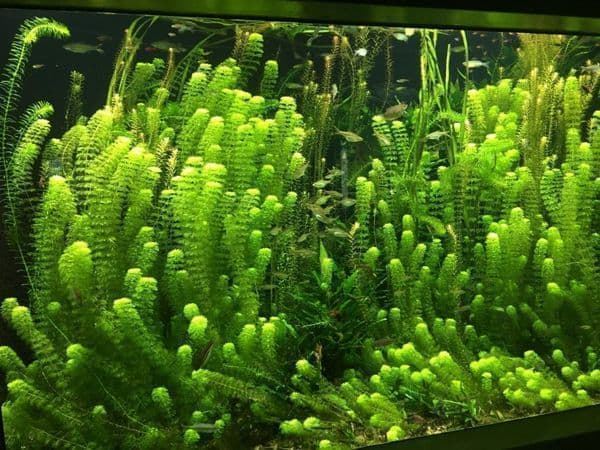The best aquarium plants for beginners that you should know. - Imagen 4