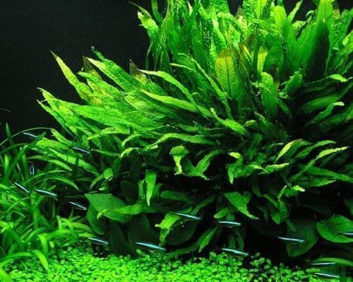 The best aquarium plants for beginners that you should know. - Imagen 6