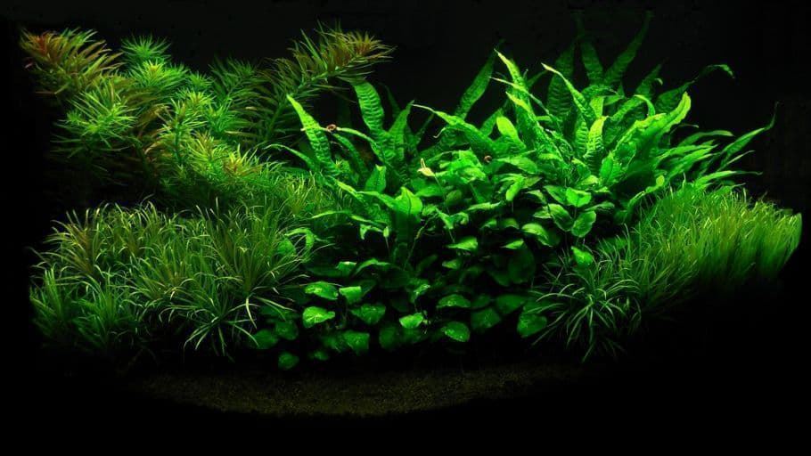 The best aquarium plants for beginners that you should know. - Imagen 7