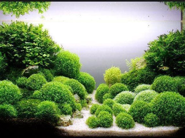 The best groundcover plants for your aquarium.