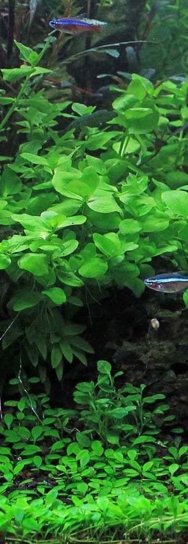 The best groundcover plants for your aquarium. - Imagen 7