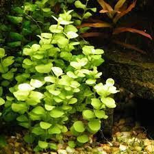The best plants for cold water aquariums. - Imagen 11