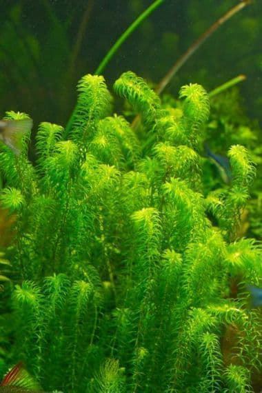 The best plants for cold water aquariums. - Imagen 1