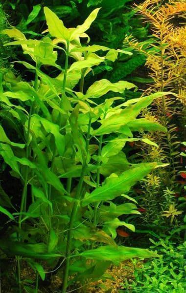 The best plants for cold water aquariums. - Imagen 4
