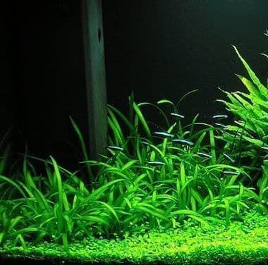 The best plants for cold water aquariums. - Imagen 9