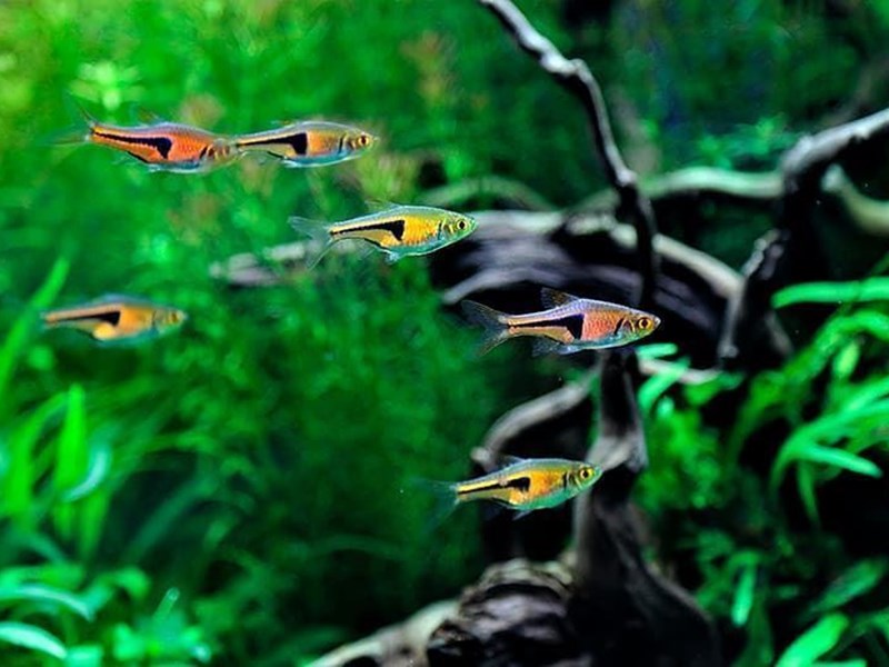 The best tropical freshwater fish recommended for beginners.