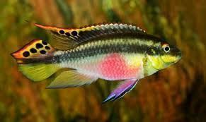 The best tropical freshwater fish recommended for beginners. - Imagen 11
