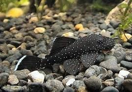 The best tropical freshwater fish recommended for beginners. - Imagen 12