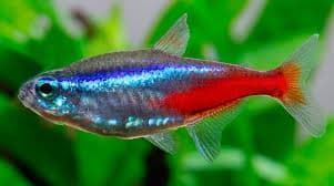 The best tropical freshwater fish recommended for beginners. - Imagen 13