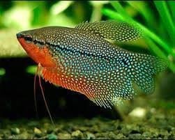 The best tropical freshwater fish recommended for beginners. - Imagen 14