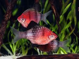 The best tropical freshwater fish recommended for beginners. - Imagen 16