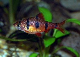 The best tropical freshwater fish recommended for beginners. - Imagen 17