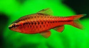 The best tropical freshwater fish recommended for beginners. - Imagen 18
