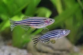 The best tropical freshwater fish recommended for beginners. - Imagen 19