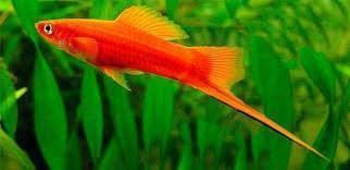 The best tropical freshwater fish recommended for beginners. - Imagen 22