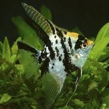 The best tropical freshwater fish recommended for beginners. - Imagen 23