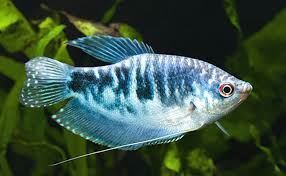 The best tropical freshwater fish recommended for beginners. - Imagen 24