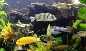 The best tropical freshwater fish recommended for beginners. - Imagen 25