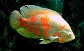 The best tropical freshwater fish recommended for beginners. - Imagen 26