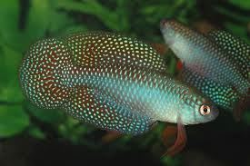 The best tropical freshwater fish recommended for beginners. - Imagen 2