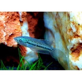 The best tropical freshwater fish recommended for beginners. - Imagen 3