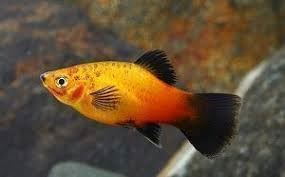 The best tropical freshwater fish recommended for beginners. - Imagen 8