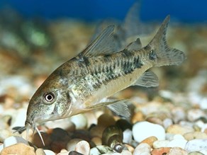 The best tropical freshwater fish recommended for beginners. - Imagen 9