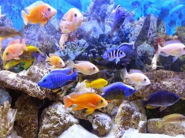 The cichlid family in your aquarium