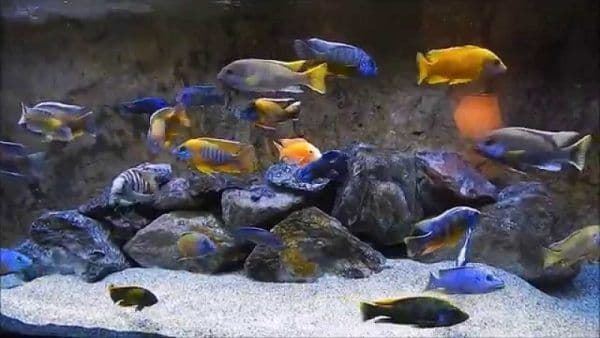 The cichlid family in your aquarium - Imagen 1