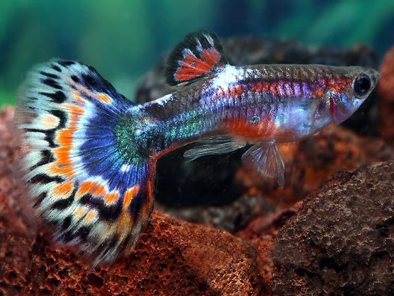 The easiest fish to care for are Guppies.