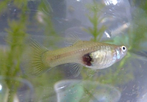 The easiest fish to care for are Guppies. - Imagen 7