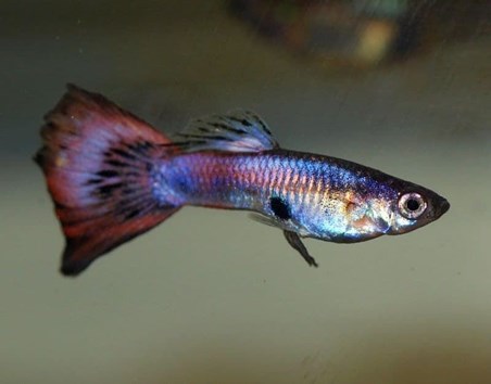 The easiest fish to care for are Guppies. - Imagen 1