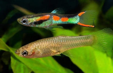 The easiest fish to care for are Guppies. - Imagen 2