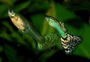 The easiest fish to care for are Guppies. - Imagen 5