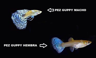 The easiest fish to care for are Guppies. - Imagen 6