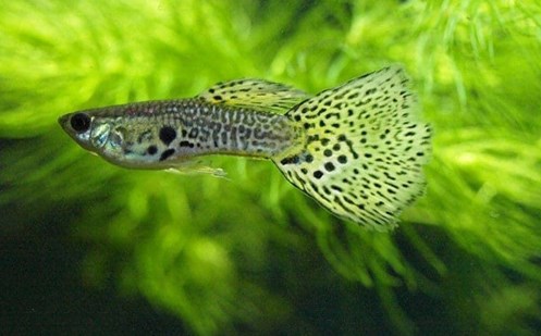 The easiest fish to care for are Guppies. - Imagen 3