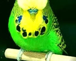 The English parakeet was born in 1989.