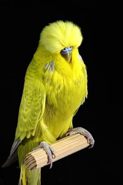 The English parakeet was born in 1989. - Imagen 3