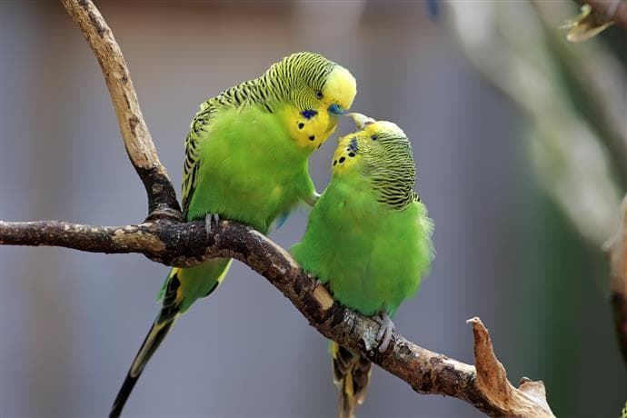 The English parakeet was born in 1989. - Imagen 4